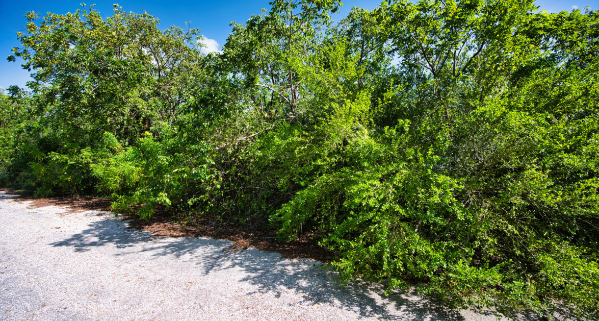 Cayman Brac Inland Parcel - OWNER FINANCING OFFERED!! - Image 2
