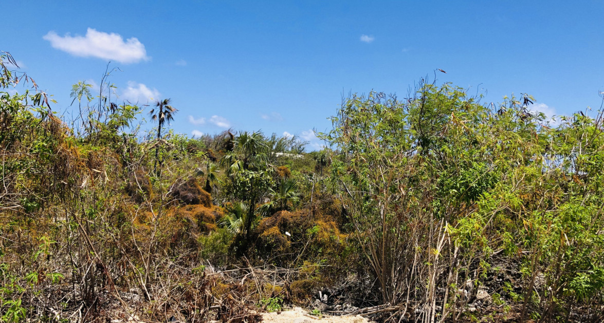 Colliers Duplex Lot - .32 Acres - Image 3