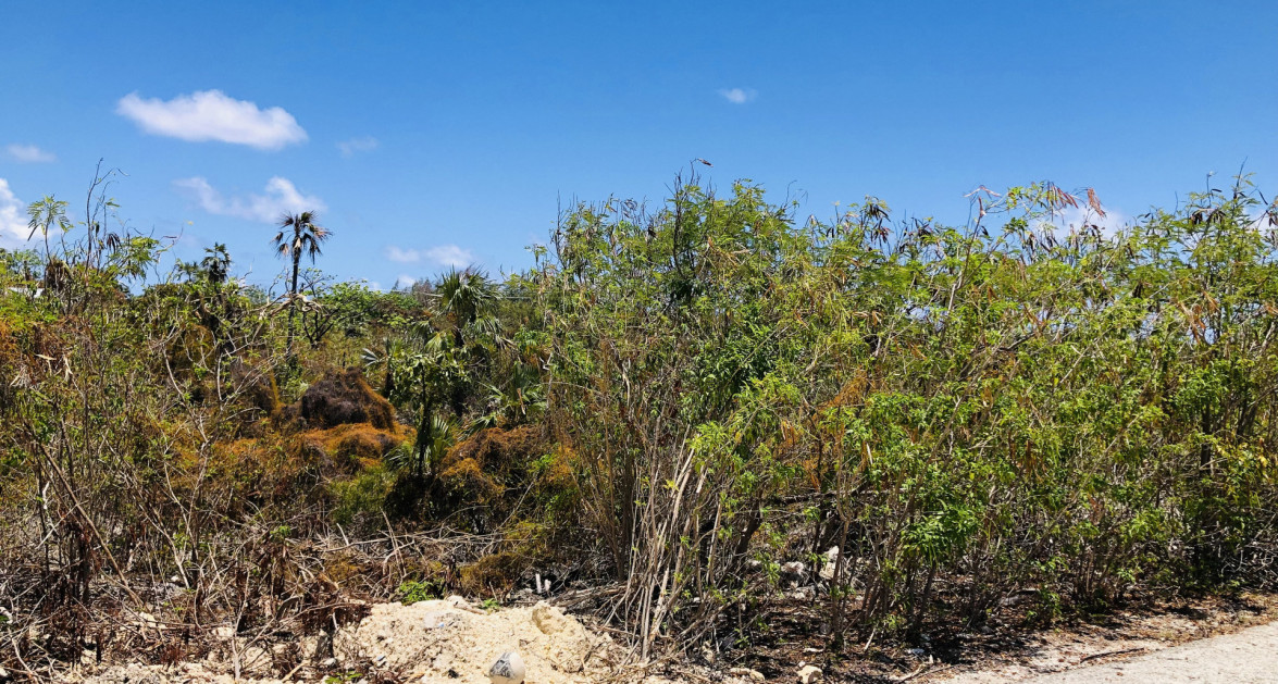 Colliers Duplex Lot - .32 Acres - Image 2