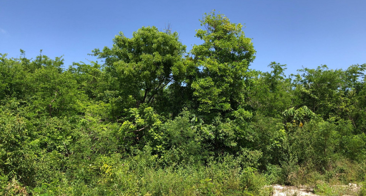 Mahogany Grove Lot 5 - Image 5