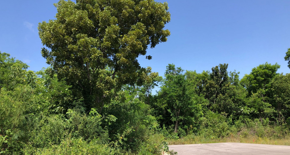 Mahogany Grove Lot 6 - Image 6