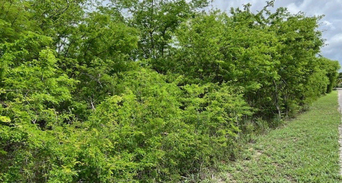 Savannah, Oleander Estates 0.9821 acre Parcel - Image 3