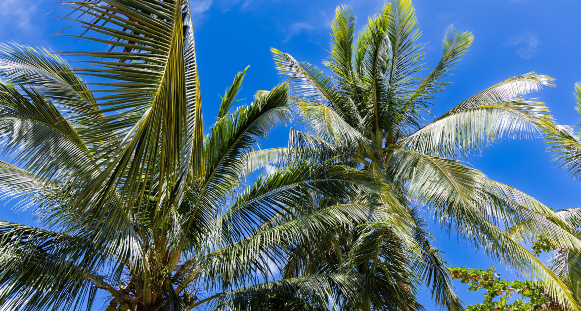 Stunning Boulevard Home - 44 Conch Drive- 3 Bed Plus Den- (CI$50K Back at Closing) - Image 9